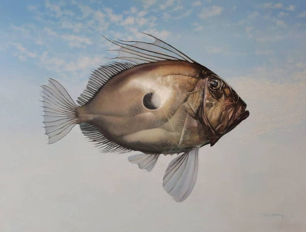 Australian Artist Jim Stagg Painting ~ 'John Dory's Brother, Barry' - Curate Art & Design Gallery Sorrento Mornington Peninsula Melbourne