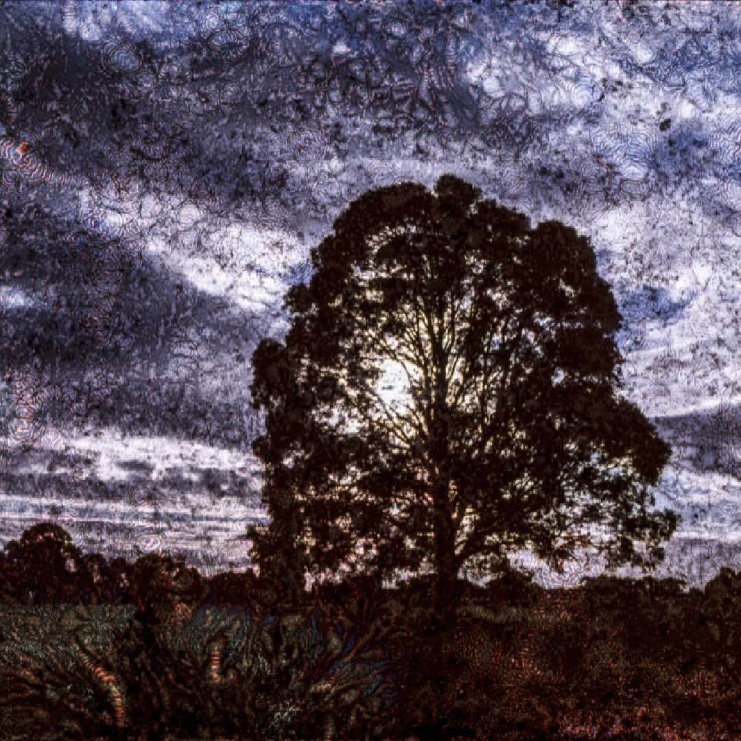Matteo Volpi Art ~ 'Royal Tree' - Available in Australia @ Curate Art & Design Gallery in Daylesford, Victoria.
Dark silhouette of a tree against a textured sky
