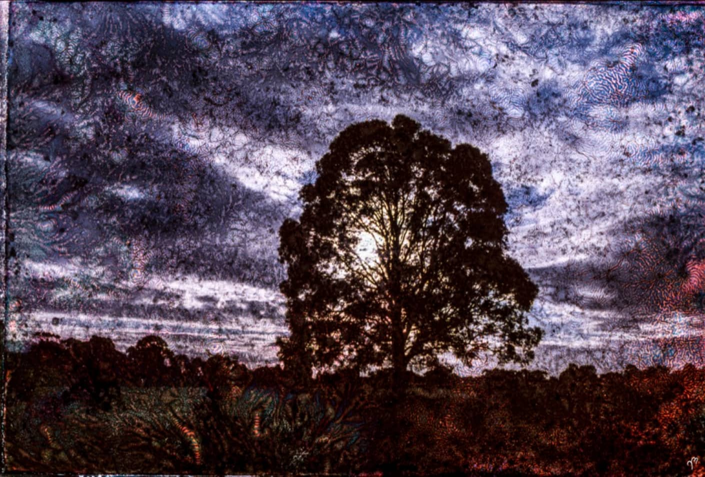 Matteo Volpi Art ~ 'Royal Tree' - Available in Australia @ Curate Art & Design Gallery in Daylesford, Victoria.
Dark silhouette of a tree against a textured sky